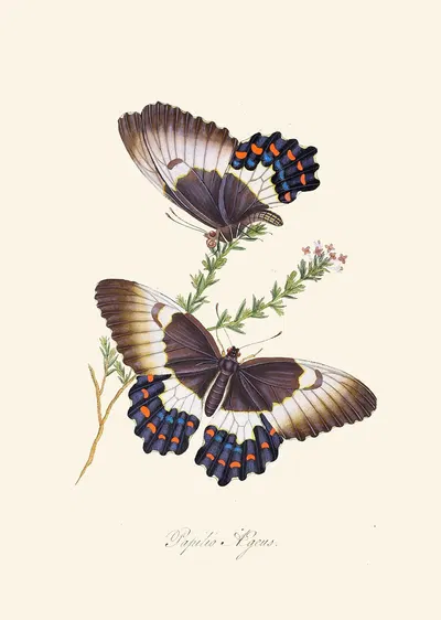 An epitome of the natural history of the insects of New Holland, New Zealand Pl.13 by Edward Donovan, 1805 — digital art…
