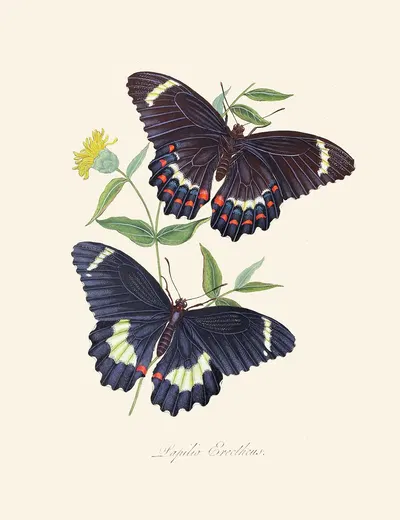 An epitome of the natural history of the insects of New Holland, New Zealand Pl.14 by Edward Donovan, 1805 — digital art…