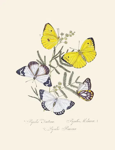 An epitome of the natural history of the insects of New Holland, New Zealand Pl.16 by Edward Donovan, 1805 — digital art…