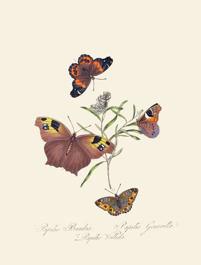 An epitome of the natural history of the insects of New Holland, New Zealand Pl.24 by Edward Donovan, 1805 — digital art…