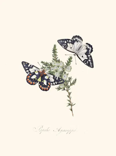 An epitome of the natural history of the insects of New Holland, New Zealand Pl.28 by Edward Donovan, 1805 — digital art…