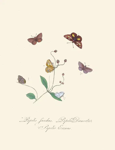 An epitome of the natural history of the insects of New Holland, New Zealand Pl.30 by Edward Donovan, 1805 — digital art…