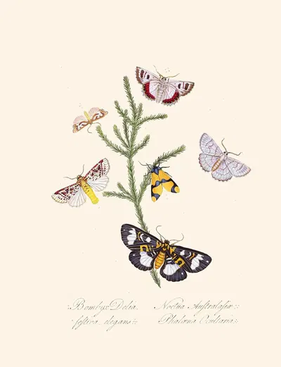 An epitome of the natural history of the insects of New Holland, New Zealand Pl.35 by Edward Donovan, 1805 — digital art…