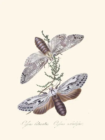 An epitome of the natural history of the insects of New Holland, New Zealand Pl.36 by Edward Donovan, 1805 — digital art…