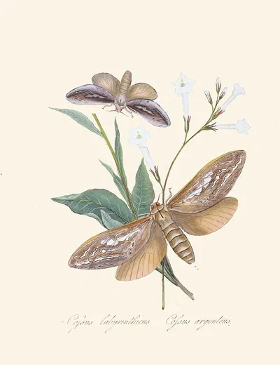 An epitome of the natural history of the insects of New Holland, New Zealand Pl.37 by Edward Donovan, 1805 — digital art…