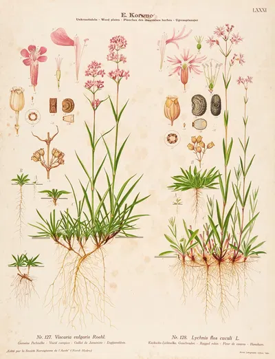 Viscid campion, Ragged robin by Knut Quelprud, 1913 — digital art print download