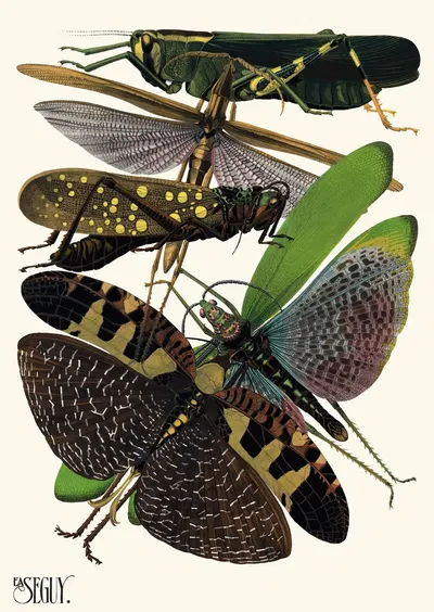 Insectes Pl.19 by Emile-Allain Séguy, 1929 — digital art print download