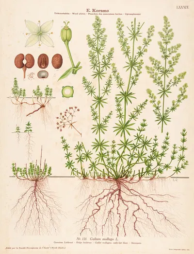 Hedge bedstraw by Knut Quelprud, 1913 — digital art print download