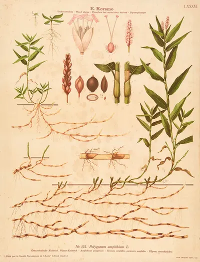 Amphibious polygonum by Knut Quelprud, 1913 — digital art print download