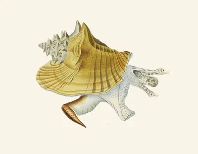 Die Flügelschnecken (Strombea) Pl.01 by Heinrich Carl Küster, 1845 — digital art print download