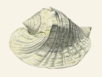 Die Flügelschnecken (Strombea) Pl.03 by Heinrich Carl Küster, 1845 — digital art print download