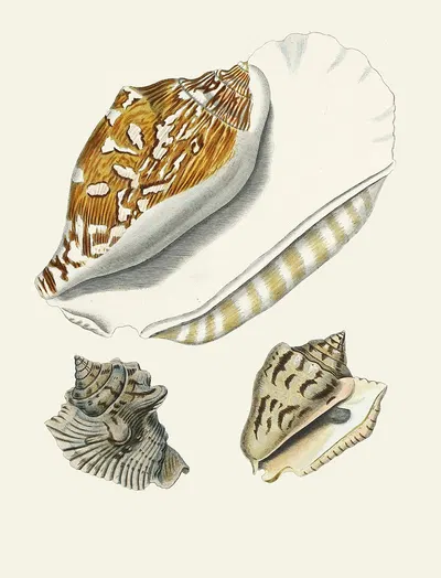 Die Flügelschnecken (Strombea) Pl.05 by Heinrich Carl Küster, 1845 — digital art print download
