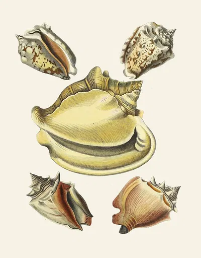 Die Flügelschnecken (Strombea) Pl.06 by Heinrich Carl Küster, 1845 — digital art print download