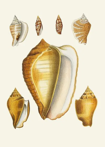 Die Flügelschnecken (Strombea) Pl.07 by Heinrich Carl Küster, 1845 — digital art print download