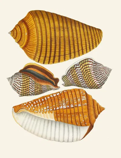 Die Flügelschnecken (Strombea) Pl.08 by Heinrich Carl Küster, 1845 — digital art print download