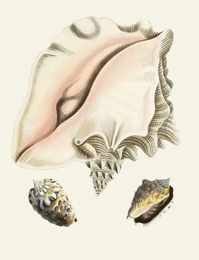 Die Flügelschnecken (Strombea) Pl.09 by Heinrich Carl Küster, 1845 — digital art print download
