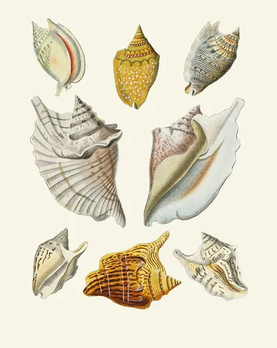 Die Flügelschnecken (Strombea) Pl.11 by Heinrich Carl Küster, 1845 — digital art print download