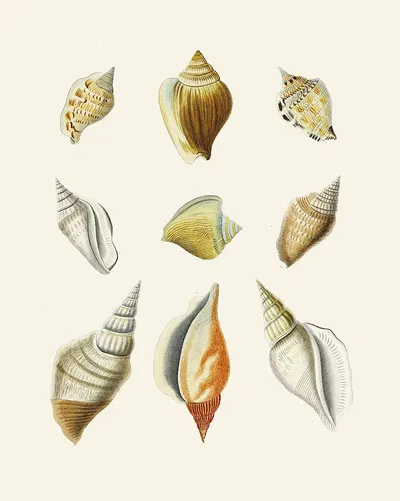 Die Flügelschnecken (Strombea) Pl.12 by Heinrich Carl Küster, 1845 — digital art print download