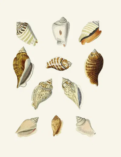Die Flügelschnecken (Strombea) Pl.13 by Heinrich Carl Küster, 1845 — digital art print download