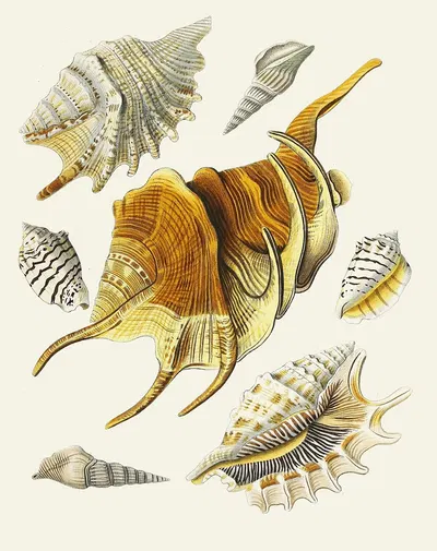 Die Flügelschnecken (Strombea) Pl.15 by Heinrich Carl Küster, 1845 — digital art print download