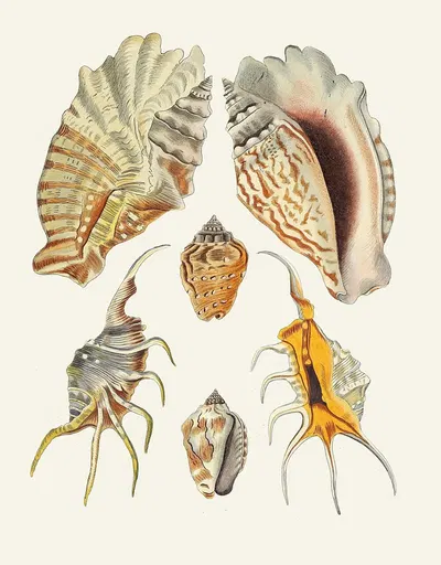 Die Flügelschnecken (Strombea) Pl.16 by Heinrich Carl Küster, 1845 — digital art print download