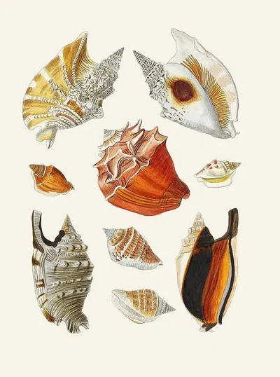 Die Flügelschnecken (Strombea) Pl.17 by Heinrich Carl Küster, 1845 — digital art print download