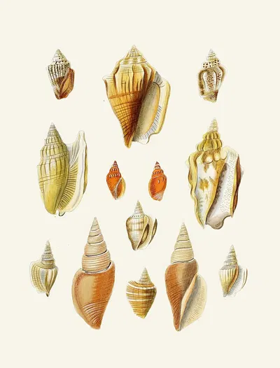 Die Flügelschnecken (Strombea) Pl.18 by Heinrich Carl Küster, 1845 — digital art print download