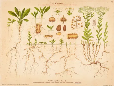 Hoary pepperwort, hoary cress by Knut Quelprud, 1913 — digital art print download