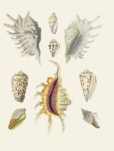 Die Flügelschnecken (Strombea) Pl.19 by Heinrich Carl Küster, 1845 — digital art print download