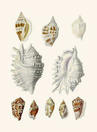 Die Flügelschnecken (Strombea) Pl.20 by Heinrich Carl Küster, 1845 — digital art print download