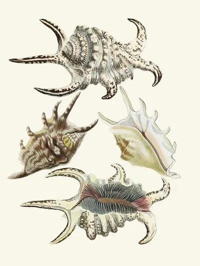 Die Flügelschnecken (Strombea) Pl.21 by Heinrich Carl Küster, 1845 — digital art print download