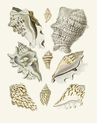 Die Flügelschnecken (Strombea) Pl.23 by Heinrich Carl Küster, 1845 — digital art print download