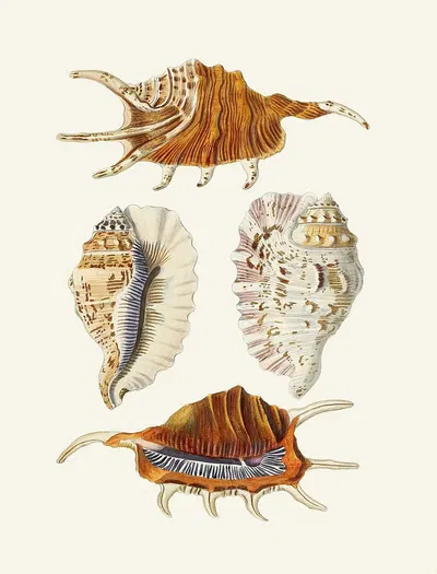 Die Flügelschnecken (Strombea) Pl.24 by Heinrich Carl Küster, 1845 — digital art print download