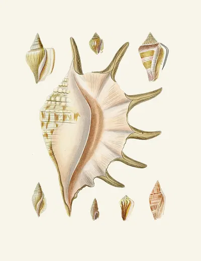 Die Flügelschnecken (Strombea) Pl.25 by Heinrich Carl Küster, 1845 — digital art print download