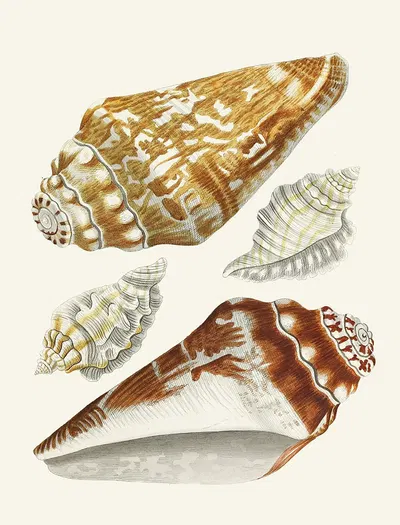 Die Flügelschnecken (Strombea) Pl.27 by Heinrich Carl Küster, 1845 — digital art print download