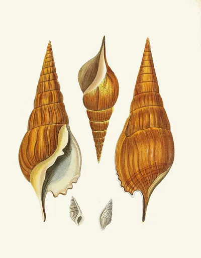 Die Flügelschnecken (Strombea) Pl.28 by Heinrich Carl Küster, 1845 — digital art print download