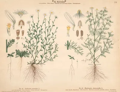 Corn chamomile, Wild chamomile by Knut Quelprud, 1913 — digital art print download