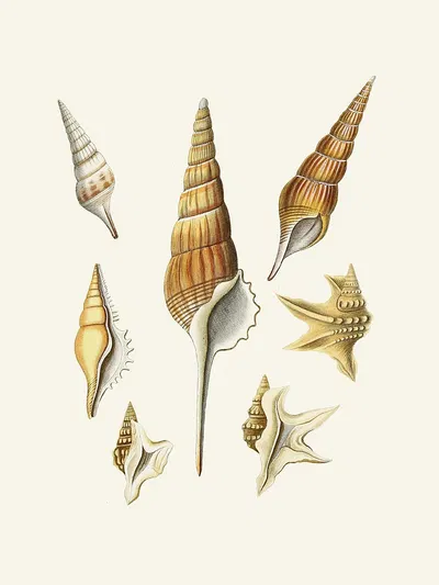 Die Flügelschnecken (Strombea) Pl.29 by Heinrich Carl Küster, 1845 — digital art print download