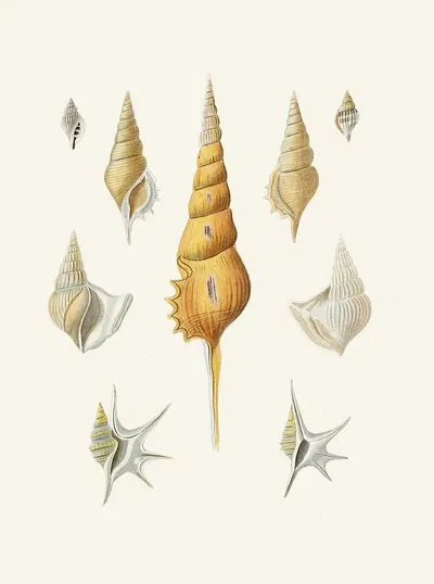Die Flügelschnecken (Strombea) Pl.30 by Heinrich Carl Küster, 1845 — digital art print download
