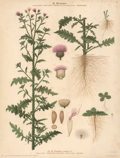 Welted thistle, Curled thistle by Knut Quelprud, 1913 — digital art print download