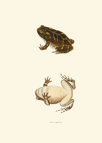 Bufo cognatus by John Edwards Holbrook, 1842 — digital art print download