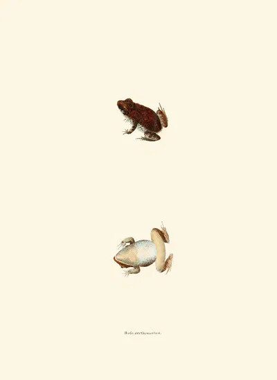 Bufo erythronotus by John Edwards Holbrook, 1842 — digital art print download