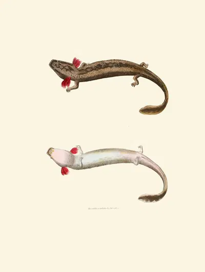 Menobranchus lateralis by John Edwards Holbrook, 1842 — digital art print download