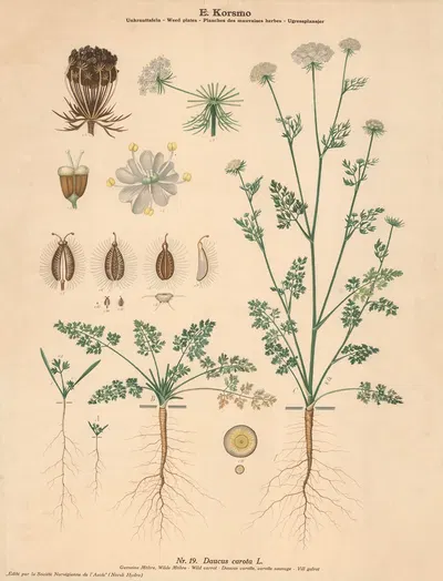 Wild carrot by Knut Quelprud, 1913 — digital art print download