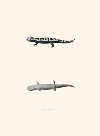 Salamandra fasciata by John Edwards Holbrook, 1842 — digital art print download