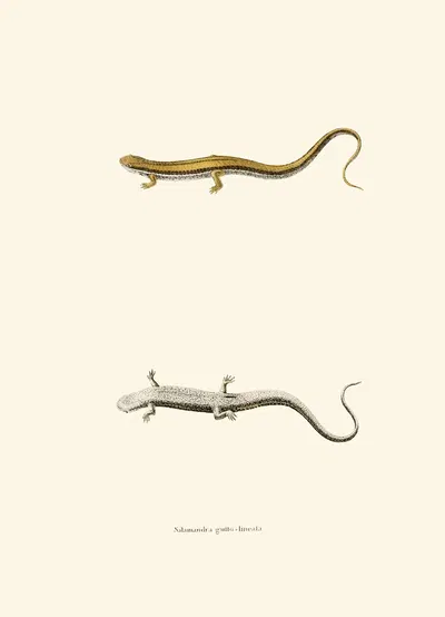 Salamandra gutto-lineata by John Edwards Holbrook, 1842 — digital art print download