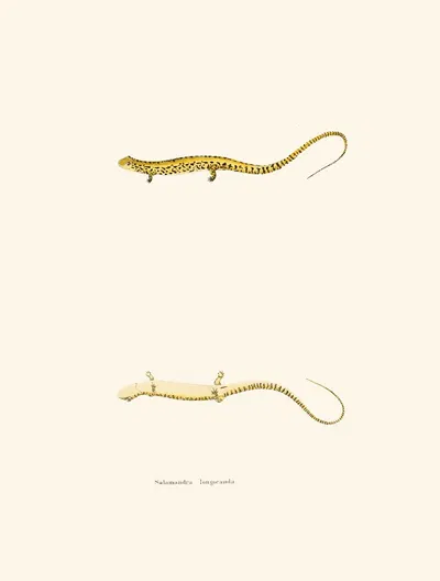 Salamandra longicauda by John Edwards Holbrook, 1842 — digital art print download