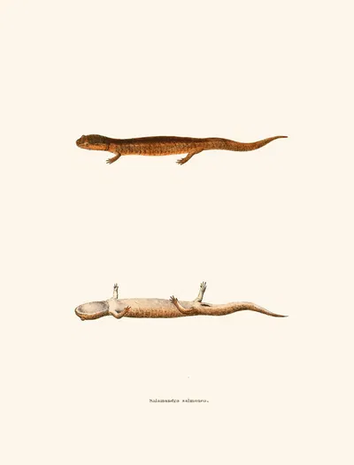 Salamandra salmonea by John Edwards Holbrook, 1842 — digital art print download