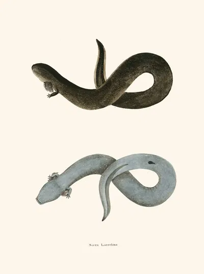 Siren lacertina by John Edwards Holbrook, 1842 — digital art print download