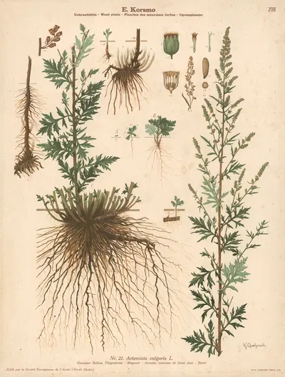 Mugwort by Knut Quelprud, 1913 — digital art print download